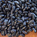 Black Valentine, Dry Bush Beans, - BoxGardenSeedsLLC -Beans / Dry Beans - Seeds