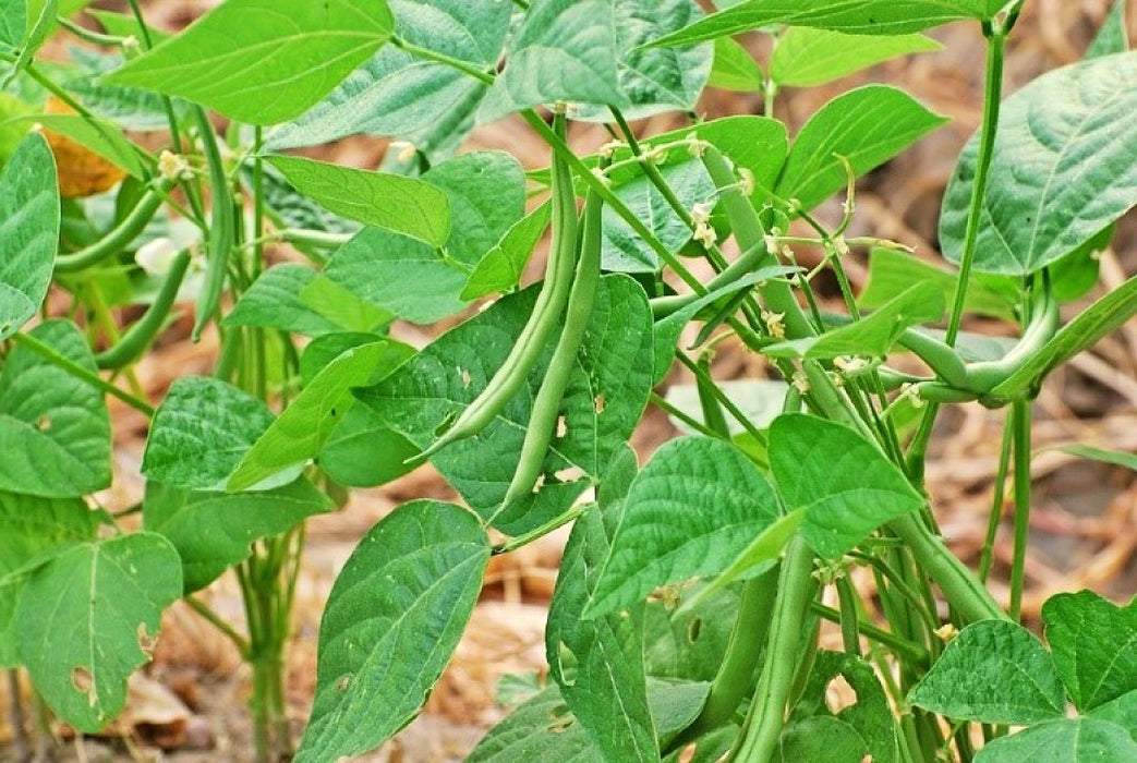 Black Valentine, Dry Bush Beans, - BoxGardenSeedsLLC -Beans / Dry Beans - Seeds