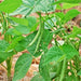 Black Valentine, Dry Bush Beans, - BoxGardenSeedsLLC -Beans / Dry Beans - Seeds