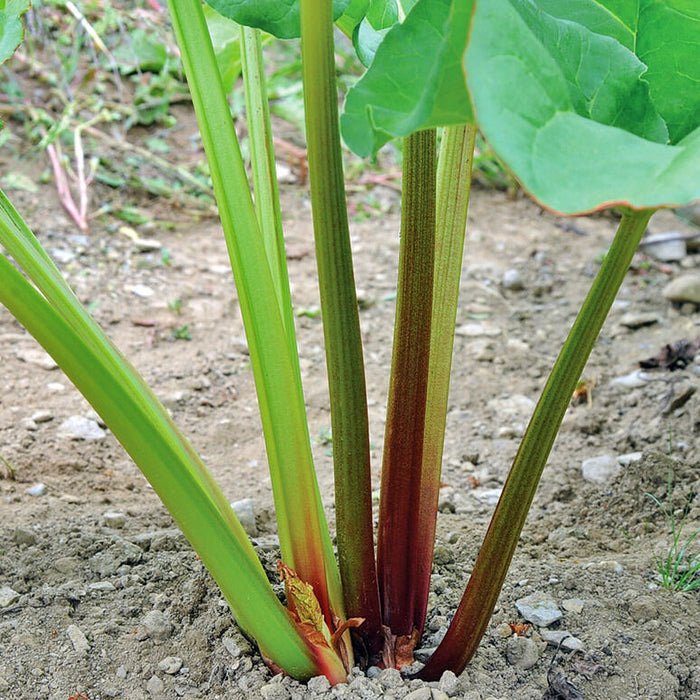 Victoria, Rhubarb, - BoxGardenSeedsLLC -Culinary/Medicinal Herbs - Seeds