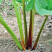 Victoria, Rhubarb, -- BoxGardenSeedsLLC -Culinary/Medicinal Herbs - Seeds