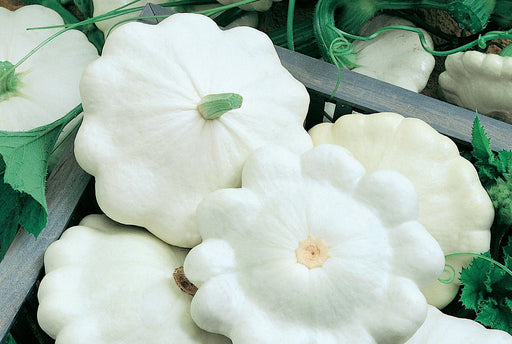 Early White Bush Scallop, Summer Squash, - BoxGardenSeedsLLC -Squash,Pumpkins - Seeds