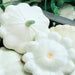 Early White Bush Scallop, Summer Squash, - BoxGardenSeedsLLC -Squash,Pumpkins - Seeds