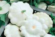 Early White Bush Scallop, Summer Squash - BoxGardenSeedsLLC - Squash,Pumpkins - Seeds - USA Seller, Thank you for shopping here today, Naturally Grown GMO Free Seeds, Heirloom Open Pollinated Seeds, Fresh Top Quality Premium Seeds