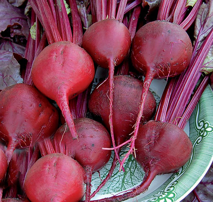 Bull's Blood, Beets, -- BoxGardenSeedsLLC -Beet,Turnips,Parsnips - Seeds