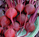 Bull's Blood, Beets, -- BoxGardenSeedsLLC -Beet,Turnips,Parsnips - Seeds