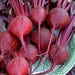 Bull's Blood, Beets, - BoxGardenSeedsLLC -Beet,Turnips,Parsnips - Seeds