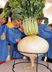 Sakurajima Giant, Radish - BoxGardenSeedsLLC - Radishes - Seeds - USA Seller, Thank you for shopping here today, Naturally Grown GMO Free Seeds, Heirloom Open Pollinated Seeds, Fresh Top Quality Premium Seeds