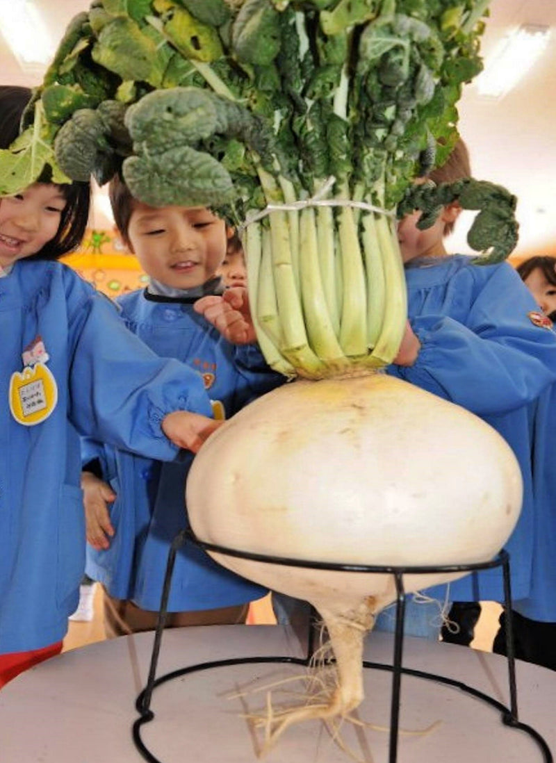 Sakurajima Giant, Radish - BoxGardenSeedsLLC - Radishes - Seeds - USA Seller, Thank you for shopping here today, Naturally Grown GMO Free Seeds, Heirloom Open Pollinated Seeds, Fresh Top Quality Premium Seeds