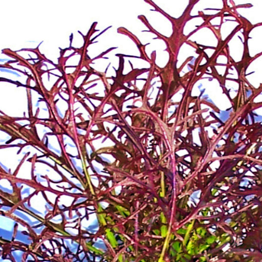 - BoxGardenSeedsLLC - Mizuna Red Leaf, Mustard, - Gourmet/Native Greens - Seeds