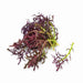 Mizuna Red Leaf, Mustard, -- BoxGardenSeedsLLC -Gourmet/Native Greens - Seeds