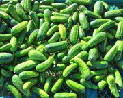 Homemade Pickles, Cucumber - BoxGardenSeedsLLC - Cucumbers - Seeds - USA Seller, Thank you for shopping here today, Naturally Grown GMO Free Seeds, Heirloom Open Pollinated Seeds, Fresh Top Quality Premium Seeds