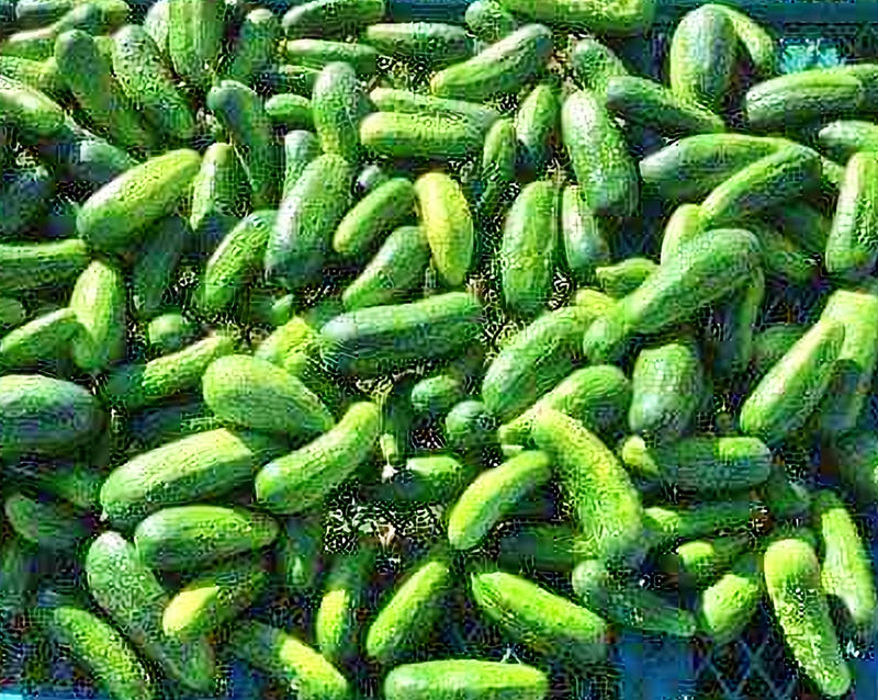 Homemade Pickles, Cucumber - BoxGardenSeedsLLC - Cucumbers - Seeds - USA Seller, Thank you for shopping here today, Naturally Grown GMO Free Seeds, Heirloom Open Pollinated Seeds, Fresh Top Quality Premium Seeds