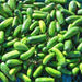 Homemade Pickles, Cucumber, - BoxGardenSeedsLLC -Cucumbers - Seeds