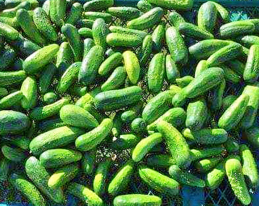 Homemade Pickles, Cucumber, -- BoxGardenSeedsLLC -Cucumbers - Seeds