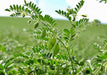 Garbanzo, Bush Beans - BoxGardenSeedsLLC - Beans / Dry Beans - Seeds - USA Seller, Thank you for shopping here today, Naturally Grown GMO Free Seeds, Heirloom Open Pollinated Seeds, Fresh Top Quality Premium Seeds