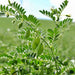 Garbanzo, Bush Beans, - BoxGardenSeedsLLC -Abundant Stock SALE - Seeds