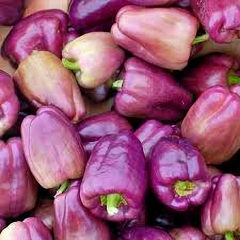 Lilac Bell, Sweet Bell Pepper - BoxGardenSeedsLLC - Peppers,Eggplants - Seeds - USA Seller, Thank you for shopping here today, Naturally Grown GMO Free Seeds, Heirloom Open Pollinated Seeds, Fresh Top Quality Premium Seeds