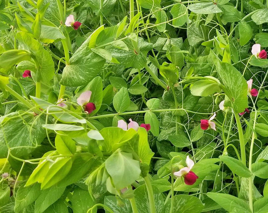 Dwarf Grey Sugar, Snow Pea, -- BoxGardenSeedsLLC -Peas - Seeds