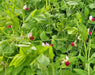 Dwarf Grey Sugar, Snow Pea, -- BoxGardenSeedsLLC -Peas - Seeds