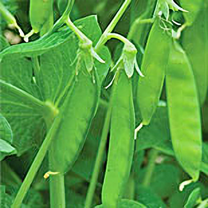 Dwarf Grey Sugar, Snow Pea, -- BoxGardenSeedsLLC -Peas - Seeds