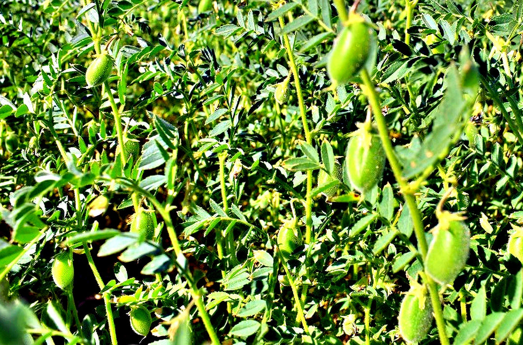 Garbanzo, Bush Beans - BoxGardenSeedsLLC - Beans / Dry Beans - Seeds - USA Seller, Thank you for shopping here today, Naturally Grown GMO Free Seeds, Heirloom Open Pollinated Seeds, Fresh Top Quality Premium Seeds