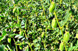 Black Garbanzo, Bush Beans, -- BoxGardenSeedsLLC -Beans / Dry Beans - Seeds