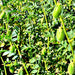 Black Garbanzo, Bush Beans, - BoxGardenSeedsLLC -Abundant Stock SALE - Seeds