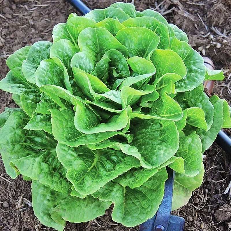 Winter Density Lettuce – Heirloom, Frost Resistant Romaine Vegetable Garden Seeds