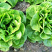 Winter Density, Lettuce, - BoxGardenSeedsLLC -Lettuce - Seeds