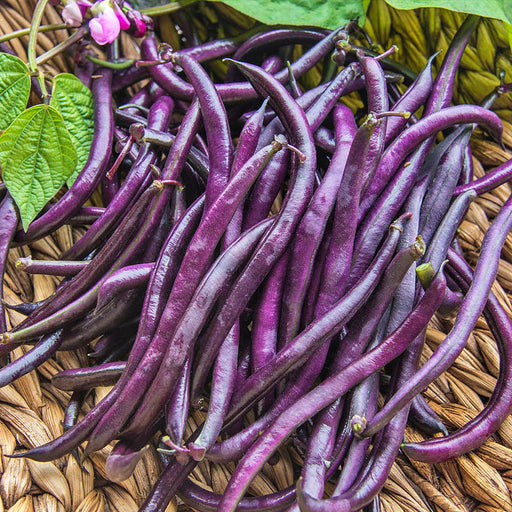 - BoxGardenSeedsLLC - Purple Queen Bush Beans, - Beans / Dry Beans - Seeds