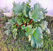 Victoria, Rhubarb - BoxGardenSeedsLLC - Culinary/Medicinal Herbs - Seeds - USA Seller, Thank you for shopping here today, Naturally Grown GMO Free Seeds, Heirloom Open Pollinated Seeds, Fresh Top Quality Premium Seeds
