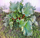 Victoria, Rhubarb, -- BoxGardenSeedsLLC -Culinary/Medicinal Herbs - Seeds