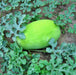 Bozeman, Watermelon, -- BoxGardenSeedsLLC -Melons, Cantaloupe - Seeds