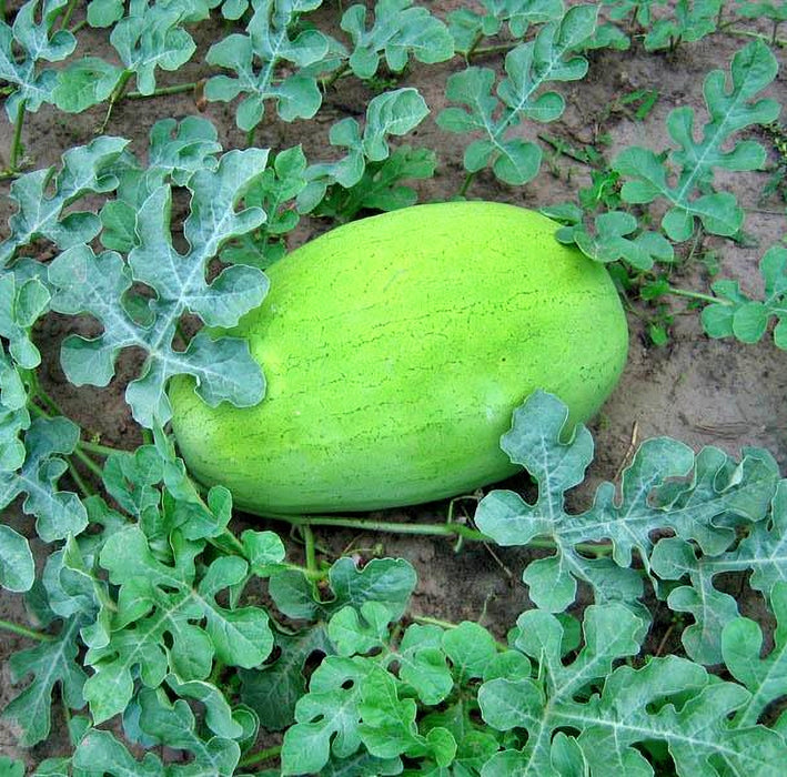 Bozeman, Watermelon, - BoxGardenSeedsLLC -Abundant Stock SALE - Seeds