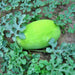 Bozeman, Watermelon, - BoxGardenSeedsLLC -Abundant Stock SALE - Seeds