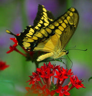 Hummingbird and Butterfly, Wildflower Mix - BoxGardenSeedsLLC - Wildflowers & Flowers - Seeds - USA Seller, Thank you for shopping here today, Naturally Grown GMO Free Seeds, Heirloom Open Pollinated Seeds, Fresh Top Quality Premium Seeds