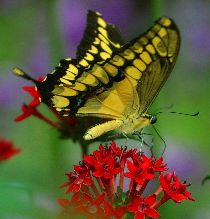 Hummingbird and Butterfly, Wildflower Mix, - BoxGardenSeedsLLC -Abundant Stock SALE - Seeds