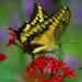 Hummingbird and Butterfly, Wildflower Mix, - BoxGardenSeedsLLC -Abundant Stock SALE - Seeds