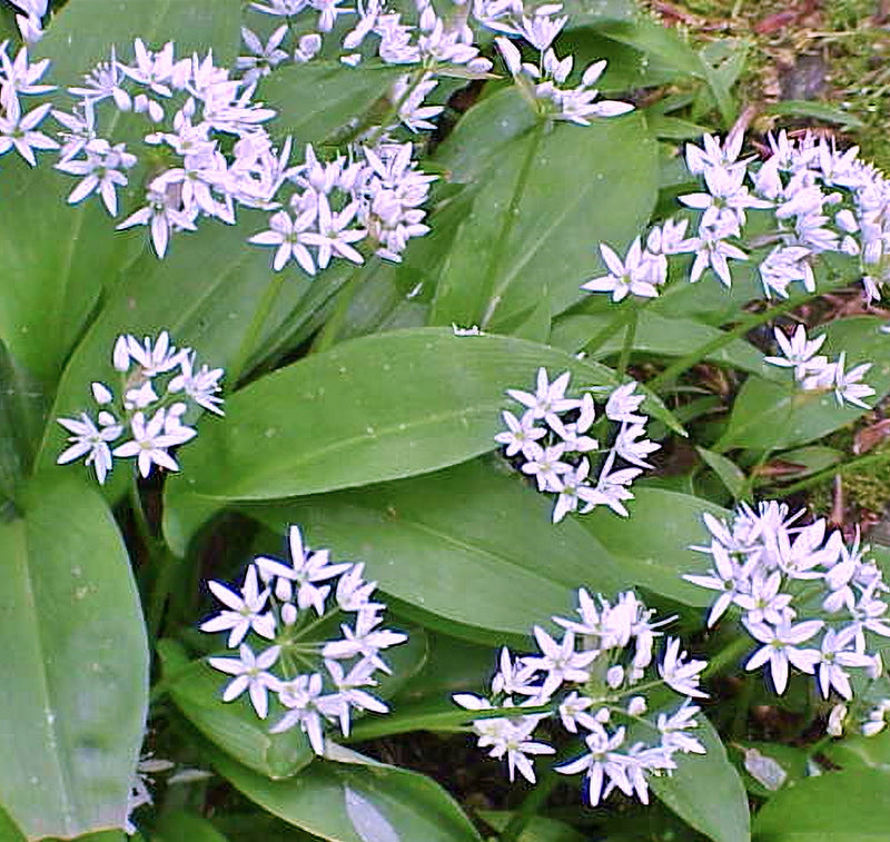 Ramps (Allium tricoccum), Wild Leeks Ramsons - BoxGardenSeedsLLC - Gourmet/Native Greens - Seeds - USA Seller, Thank you for shopping here today, Naturally Grown GMO Free Seeds, Heirloom Open Pollinated Seeds, Fresh Top Quality Premium Seeds