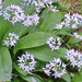 Ramps (Allium tricoccum), Wild Leeks Ramsons - BoxGardenSeedsLLC - Gourmet/Native Greens - Seeds - USA Seller, Thank you for shopping here today, Naturally Grown GMO Free Seeds, Heirloom Open Pollinated Seeds, Fresh Top Quality Premium Seeds