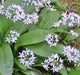 - BoxGardenSeedsLLC - Ramps, (Allium tricoccum) Wild Leeks Ramsons - Gourmet/Native Greens - Seeds