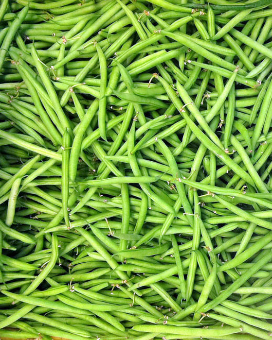 Petite Filet Heirloom Bush Bean Seeds - BoxGardenSeedsLLC -Beans / Dry Beans - Seeds