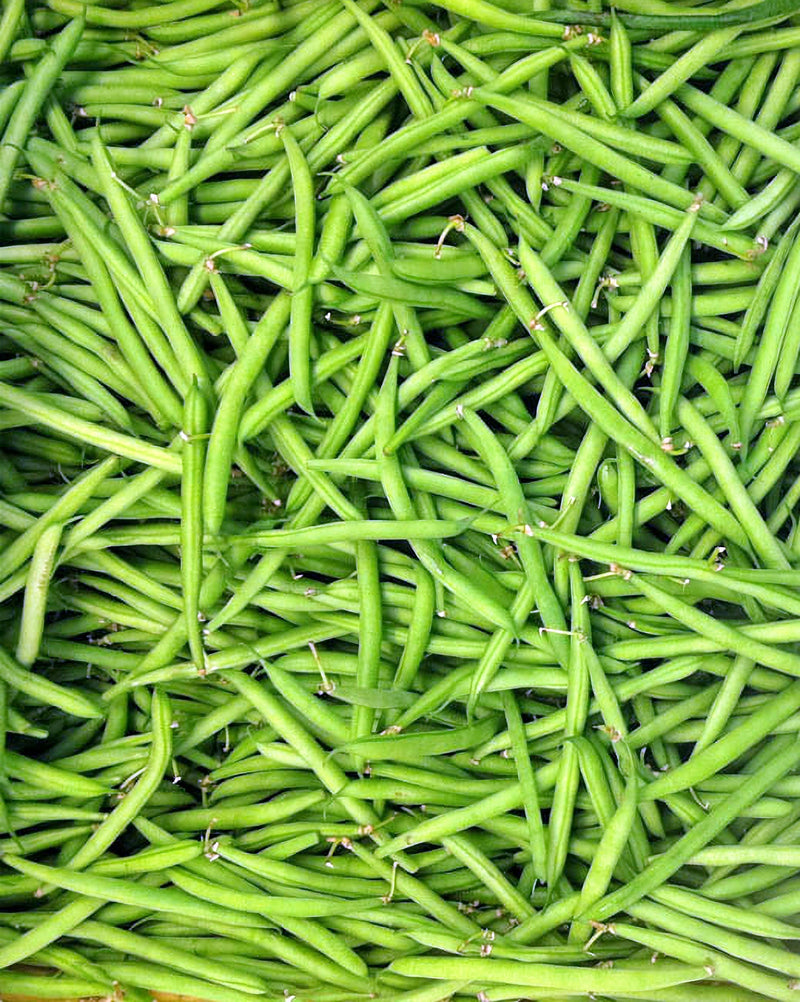 French Garden, Bush Bean - BoxGardenSeedsLLC - Beans / Dry Beans - Seeds - Thank you for shopping here today, Non GMO Seeds, Naturally Grown Seeds, Grown to Organic Standards, Heirloom Seeds, Open Pollinated Seeds, Fresh Premier Seeds, USA Seller
