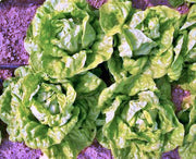 Tennis Ball, Lettuce - BoxGardenSeedsLLC -Lettuce - Seeds