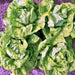 Tennis Ball, Lettuce, - BoxGardenSeedsLLC -Lettuce - Seeds