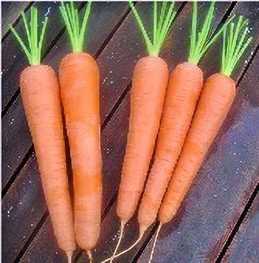 - BoxGardenSeedsLLC - Kuroda Long 8, Carrot, - Carrots - Seeds