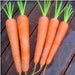 Kuroda Long 8, Carrot, - BoxGardenSeedsLLC -Carrots - Seeds