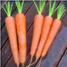 Kuroda Long 8, Carrot, -- BoxGardenSeedsLLC -Carrots - Seeds