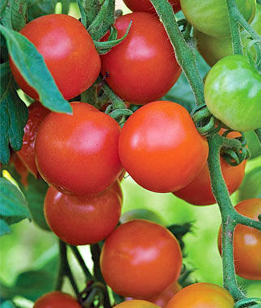 - BoxGardenSeedsLLC - Gardener's Delight, Tomato, - Tomatoes,Tomatillos - Seeds